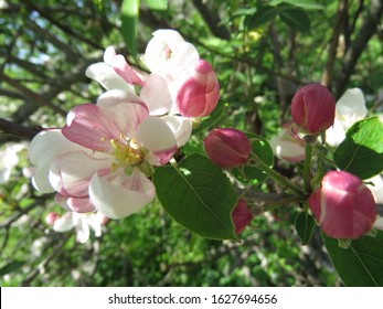 The Apple Malus Domestica Blossom Is The Flower Of The Apple Tree. It Is The State Flower Of Arkansas And Michigan. Apple Blossoms Are Used In Chinese Herbal Medicine And  Are A Symbol Of Fertility.