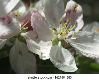 The Apple Malus Domestica Blossom Is The Flower Of The Apple Tree. It Is The State Flower Of Arkansas And Michigan. Apple Blossoms Are Used In Chinese Herbal Medicine And  Are A Symbol Of Fertility.