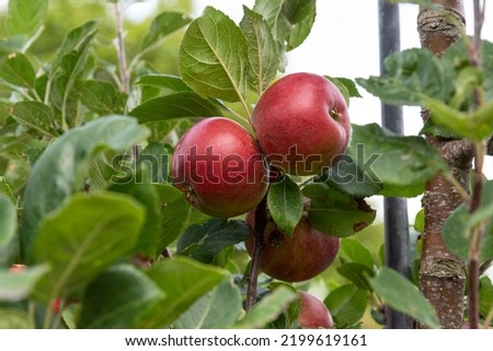Apple Malus domestica 'Red Devil'