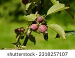 Apple Malus Rudolph tree with dark red apple fruits.