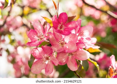 Apple Malus Rudolph tree, with dark pink blossoms in the blurred bokeh background. Spring. Abstract floral pattern