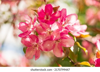 Apple Malus Rudolph tree, with dark pink blossoms in the blurred bokeh background. Spring. Abstract floral pattern