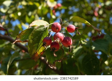 Apple Malus Rudolph tree with dark red apple fruits.