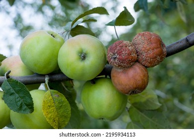 Apple Moniliasis. The Apples Rot On The Tree. Fruit Rot Of The Apple Tree. Diseases Of Fruit Trees.