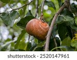 Apple moniliasis. The apple rot on the tree. Fruit rot of the apple tree. Diseases of fruit trees.