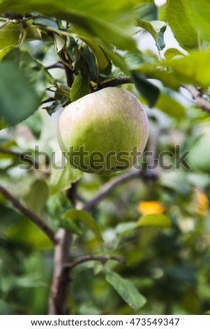 Similar – Foto Bild Little apples on a branch.