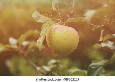 Apple on tree