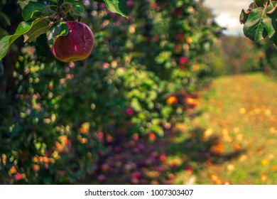 apple on the tree. apples fallen from the tree. beautiful fall day. 