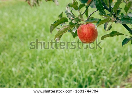 An apple on a tree in green background 