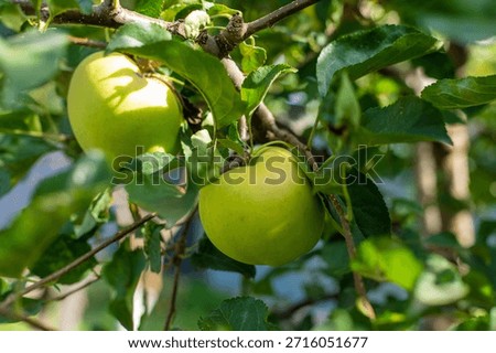 An apple on a tree in an orchard. Selective focus. Nature.