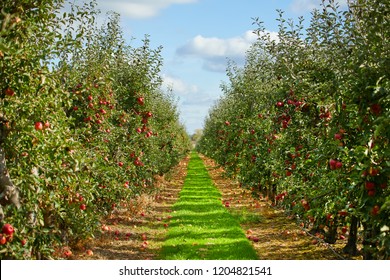 Apple On Trees In Orchard In Fall Season