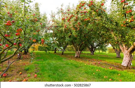 Apple On Trees In Orchard In Fall Season