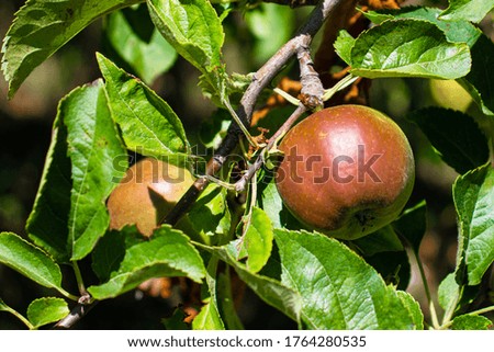 Similar – Foto Bild Little apples on a branch.