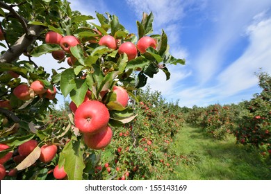 Apple Orchard - Shutterstock ID 155143169