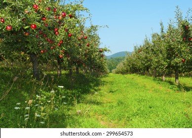 Apple Orchard