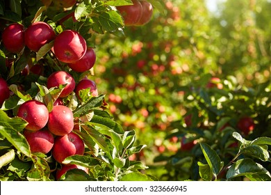 Apple Orchard