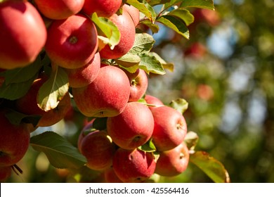 Apple Orchard