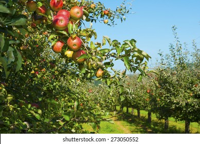 Apple Orchard, Before Harvest 