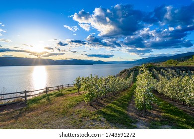 Apple Orchard In Bloom On The Bank On Okanagan Lake In Penticton BC