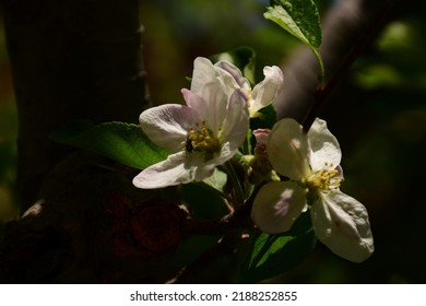 Apple Orchard Bloom In Uttarakhand India