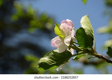 Apple Orchard Bloom In Uttarakhand India