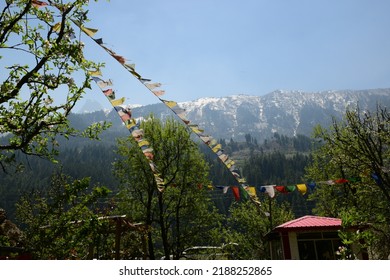 Apple Orchard Bloom In Uttarakhand India