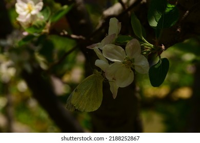 Apple Orchard Bloom In Uttarakhand India