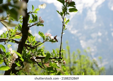 Apple Orchard Bloom In Uttarakhand India