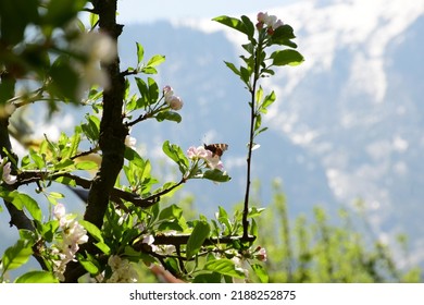 Apple Orchard Bloom In Uttarakhand India