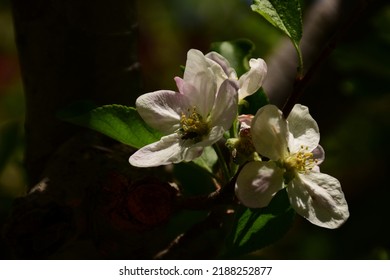 Apple Orchard Bloom In Uttarakhand India