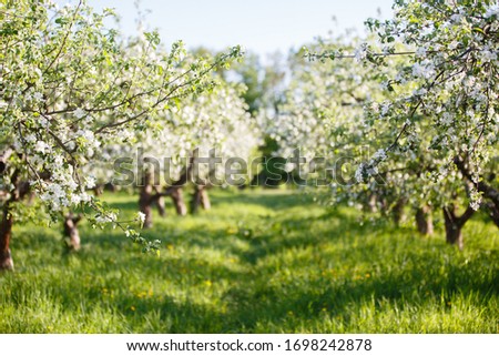 apple orchard with blooming apple trees. Apple garden in sunny spring day. Countryside at spring season. Spring apple garden blossom background