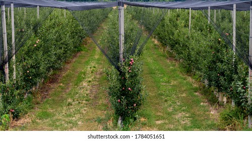 Apple orchard in Bulgarian. Anti-hail net protection for fruit