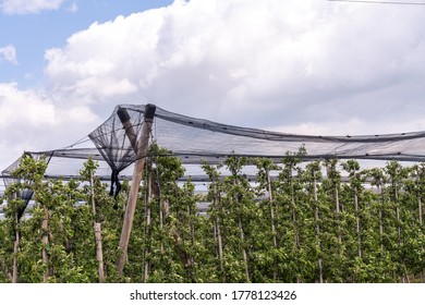 Apple orchard covered with anti hail net under blue sky with clouds