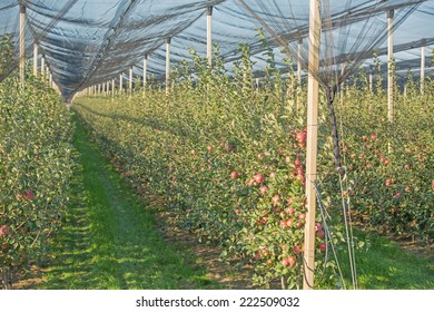 Apple orchard covered with anti hail net