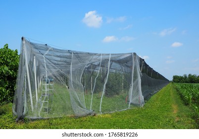 Apple orchard covered covered with a structure made of an anti insect net, used everywhere in northern Italy to protect the crop from the asian bug after the devastations suffered in recent years