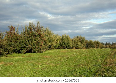 Apple Orchard With Dark Skies At Sunset