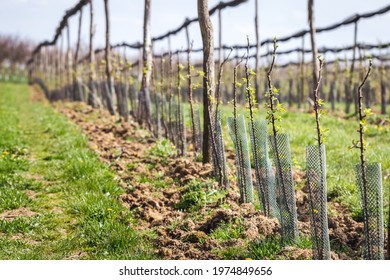 Apple orchard with fruit tree in a row. Cultivated sapling trees with protective netting at spring