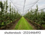 Apple orchard, greenhouse. Agriculture. Environmental products