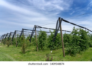 Apple Orchard With Hail Protection Nets. Apple Orchard With Hail Protection Nets. Green Orchard Protected With Anti Hail Nets in Springtime.