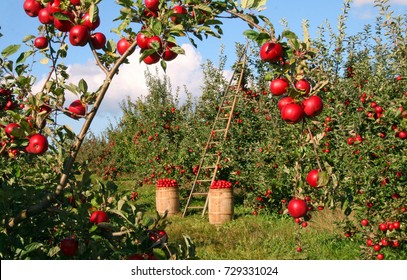 Apple Orchard Harvest