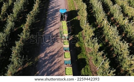 apple orchard, harvest of apples, tractor carries large wooden boxes full of green apples, top view, aero video