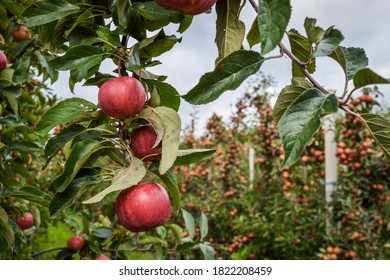 Apple Orchard In Kent, UK