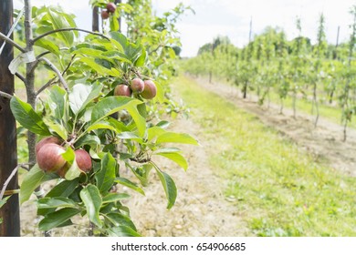 Apple Orchard In Kent, UK.