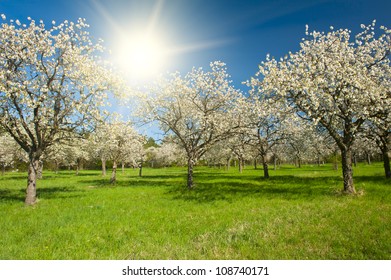 Apple Orchard In The Middle Of The Spring Season At Sunset