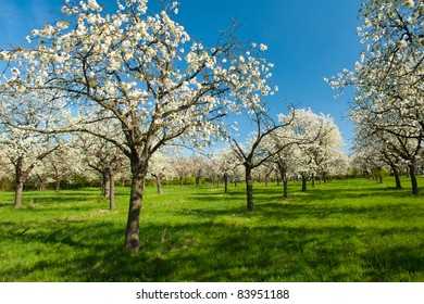 Apple Orchard In The Middle Of The Spring Season.