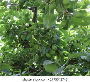 Apple Orchard Near Kelowna BC