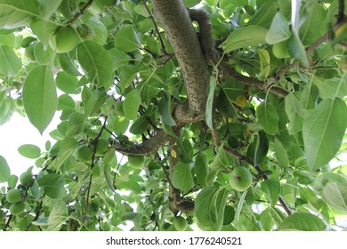 An Apple Orchard Near Kelowna BC Canada