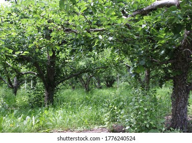 An Apple Orchard Near Kelowna BC Canada