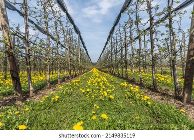 Apple orchard near Lake Constance, Wasserburg am Bodensee, Bavaria, Germany