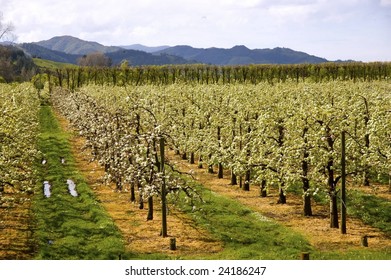 Apple Orchard In New Zealand